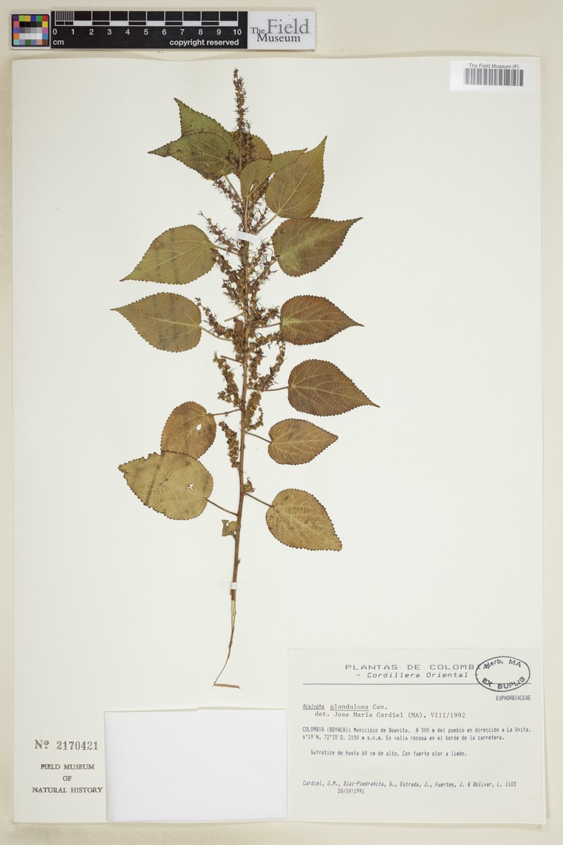 Acalypha glandulosa photo 3