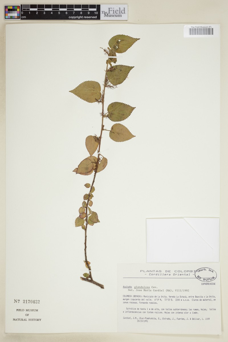 Acalypha glandulosa photo 4