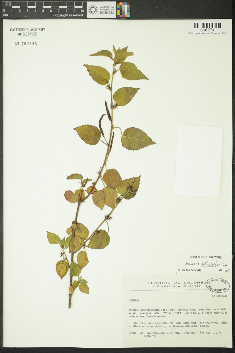 Acalypha glandulosa photo 5