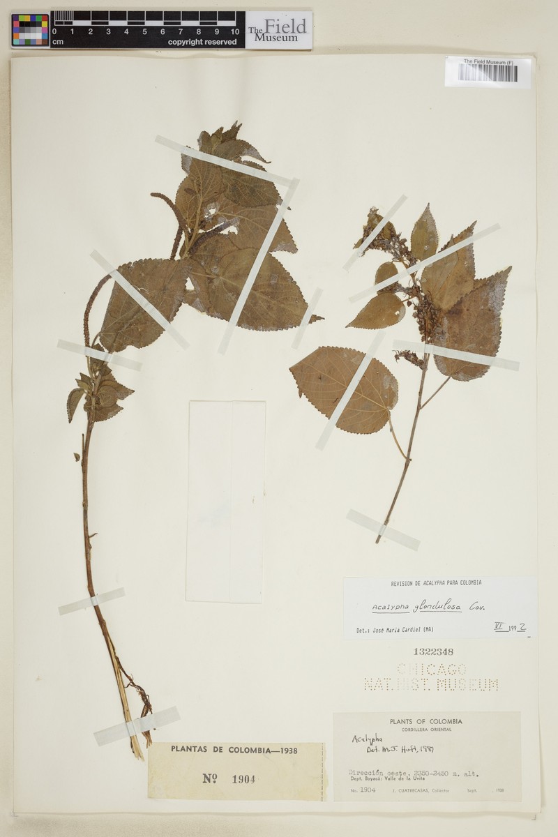 Acalypha glandulosa photo 6
