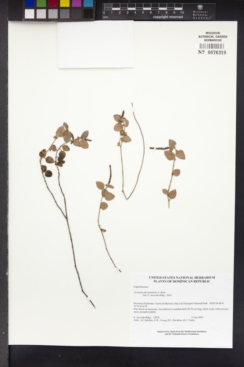 Acalypha glechomifolia