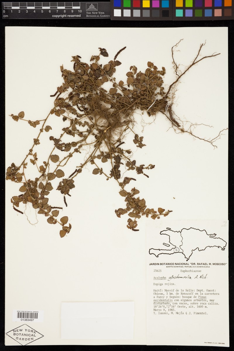 Acalypha glechomifolia photo 2