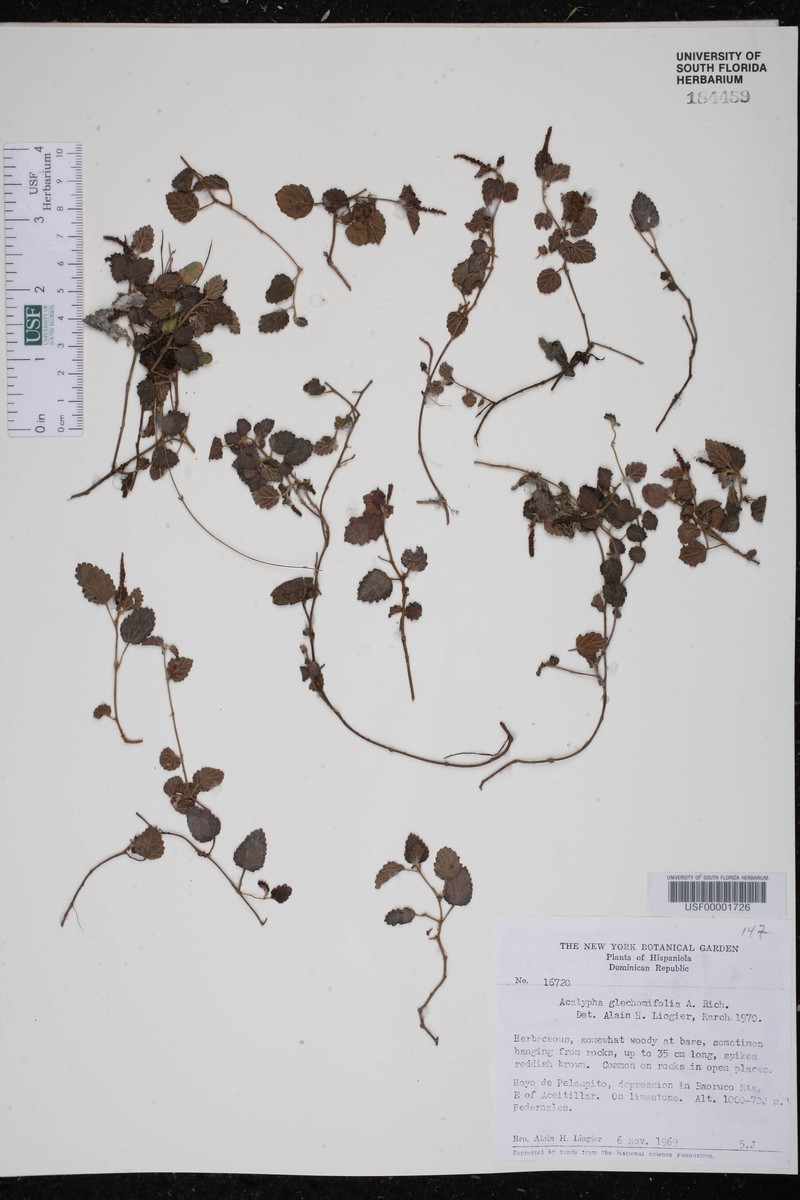 Acalypha glechomifolia photo 3