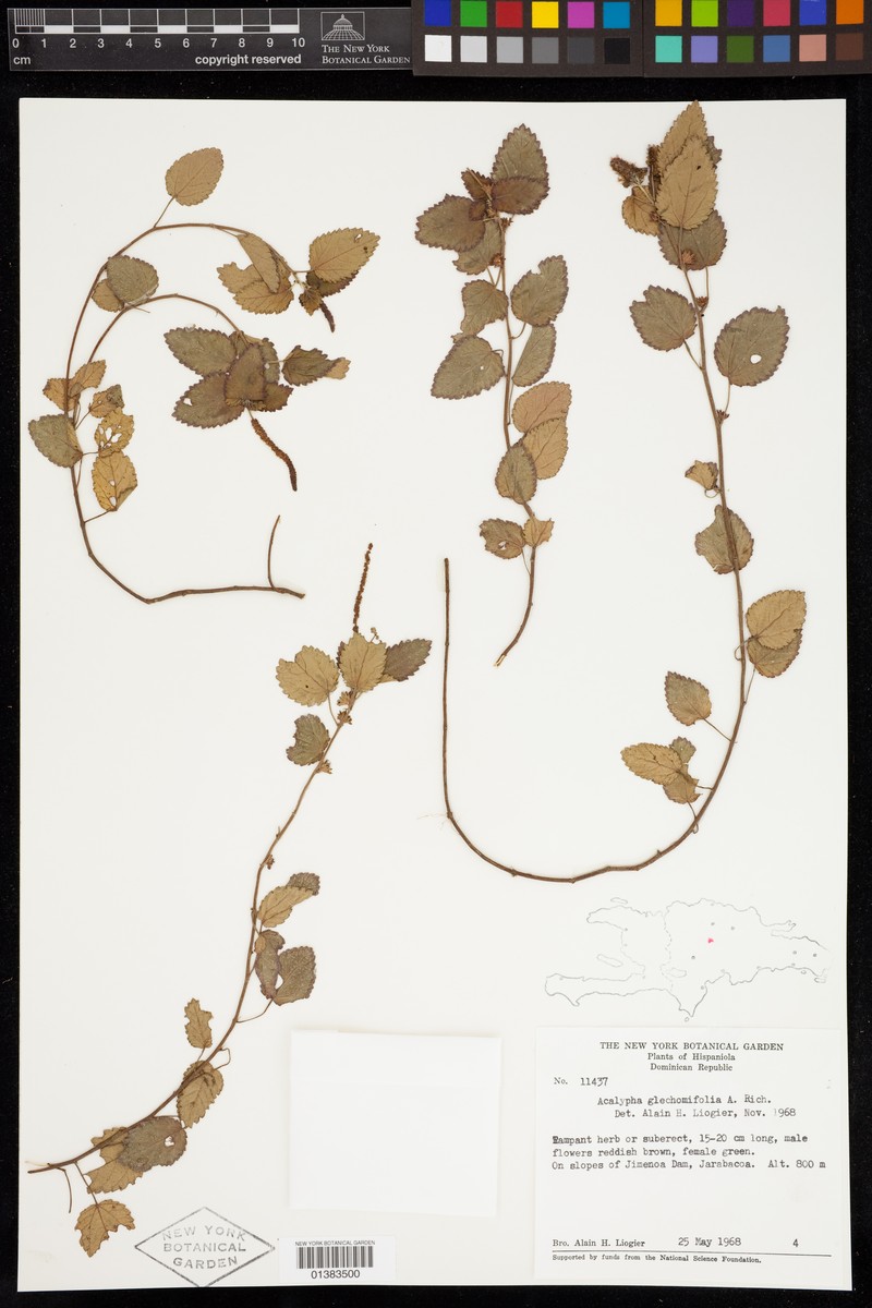 Acalypha glechomifolia photo 4