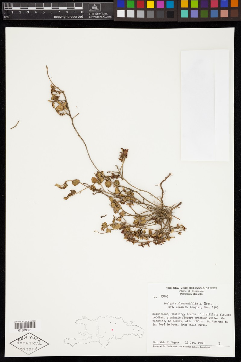 Acalypha glechomifolia photo 5