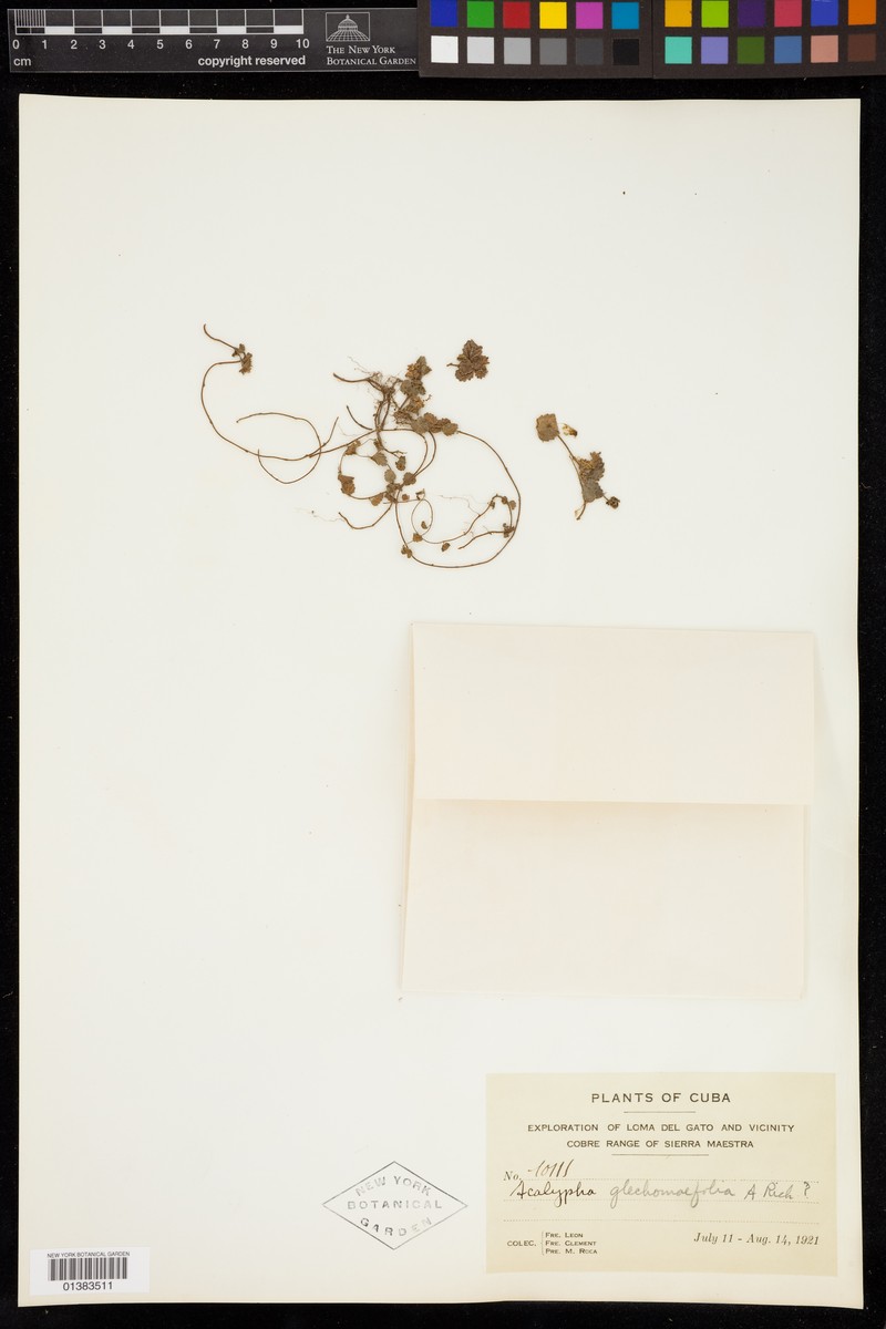 Acalypha glechomifolia photo 6