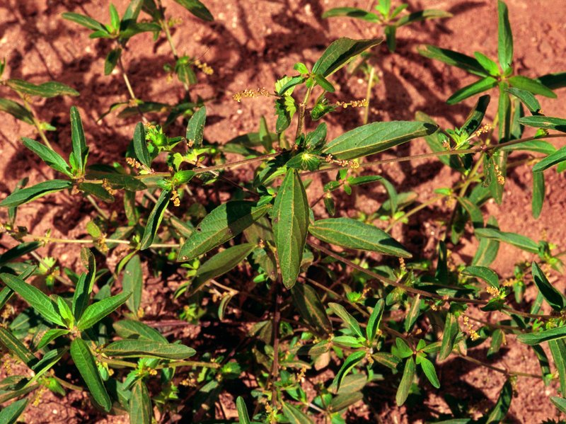 Slender Threeseed Mercury