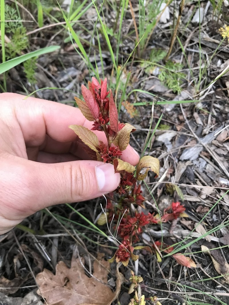 Slender Threeseed Mercury photo 2