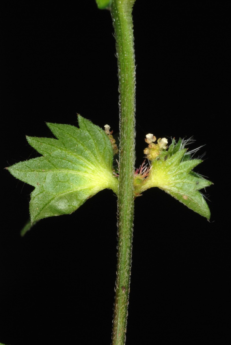 Slender Threeseed Mercury photo 3