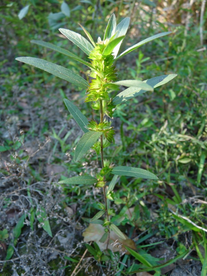 Slender Threeseed Mercury photo 4