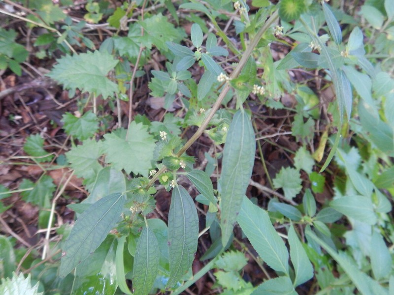 Slender Threeseed Mercury photo 5