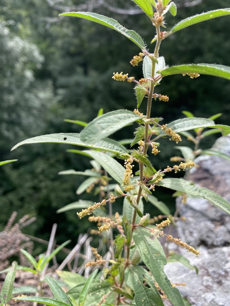 Slender Threeseed Mercury photo 6