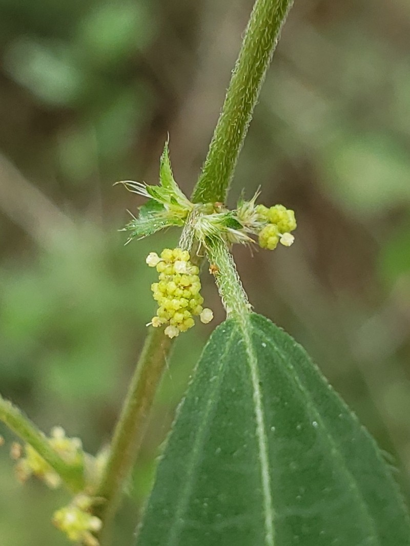 Slender Threeseed Mercury photo 7