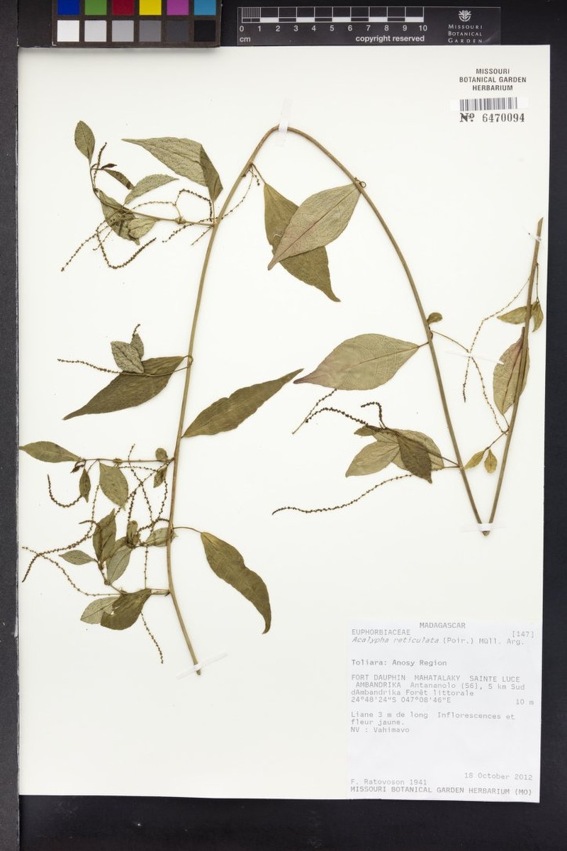 Acalypha gracilipes