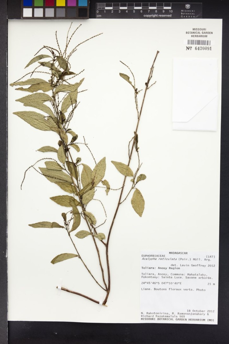 Acalypha gracilipes photo 2