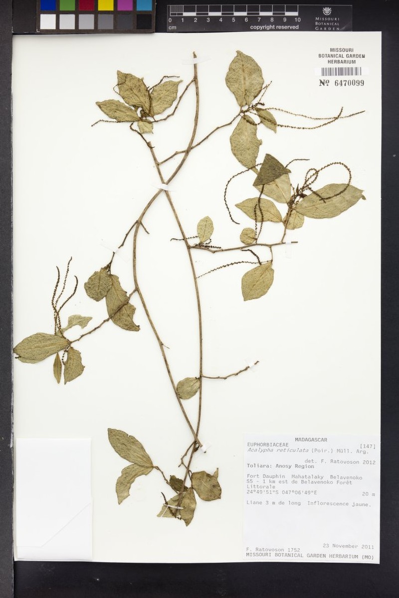 Acalypha gracilipes photo 3