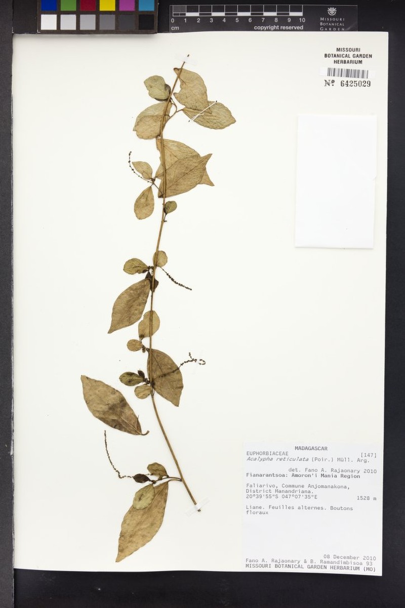 Acalypha gracilipes photo 4