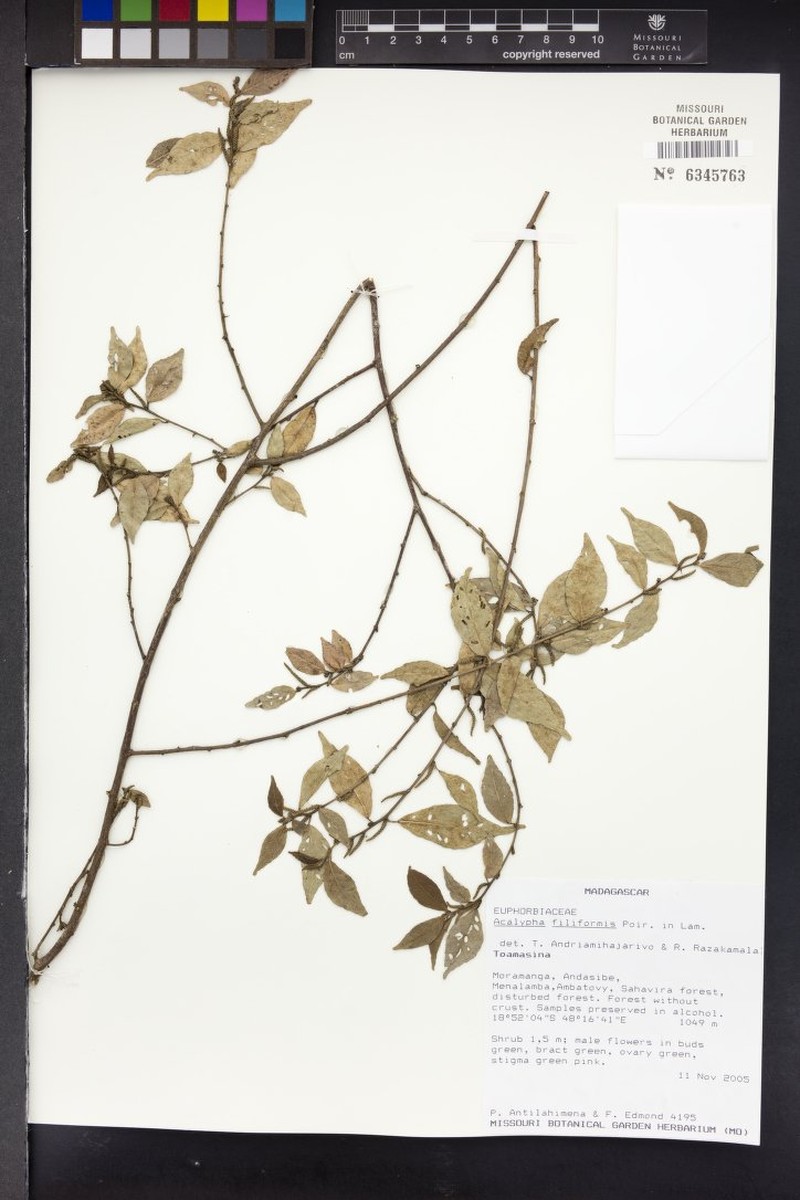 Acalypha gracilipes photo 5