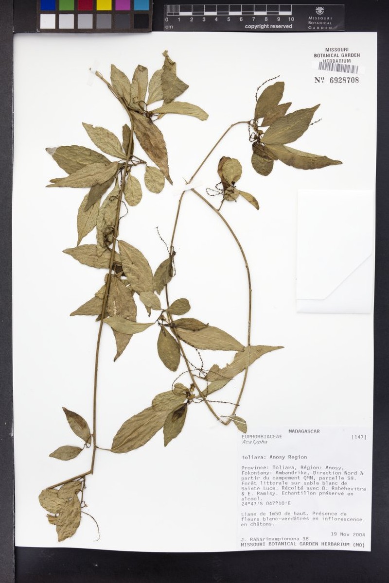 Acalypha gracilipes photo 6