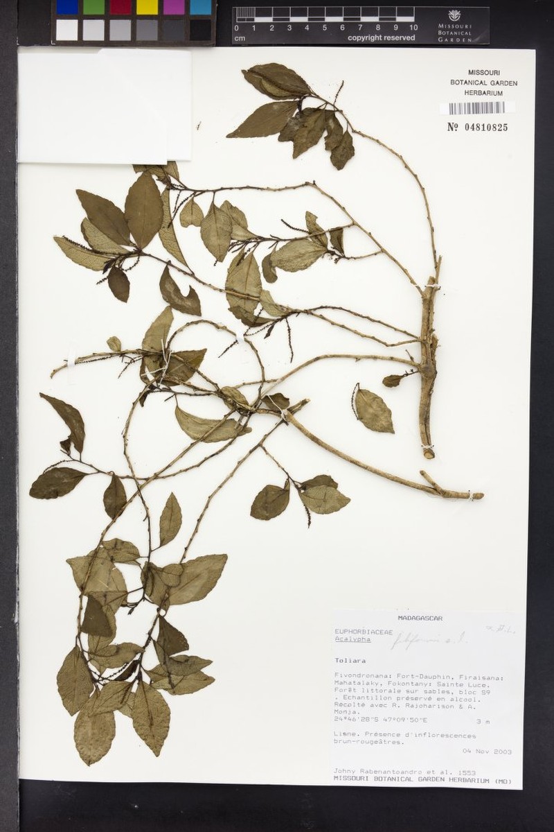 Acalypha gracilipes photo 7