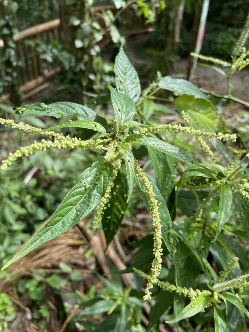 Acalypha gracilis