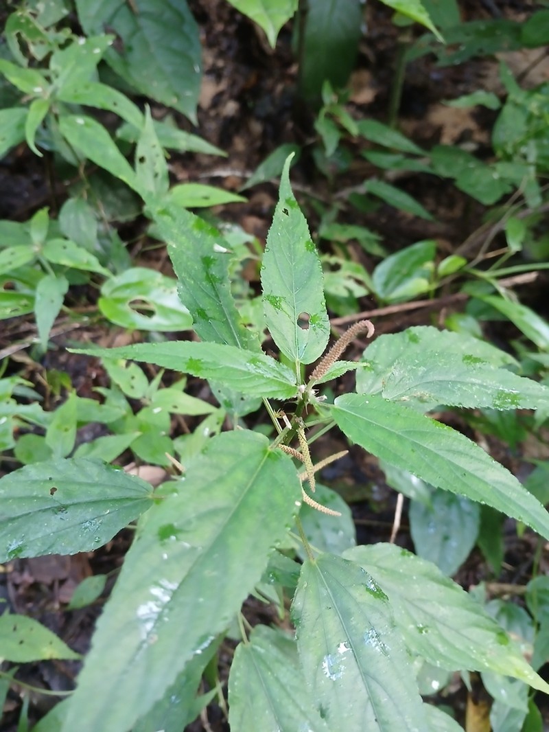 Acalypha gracilis photo 2