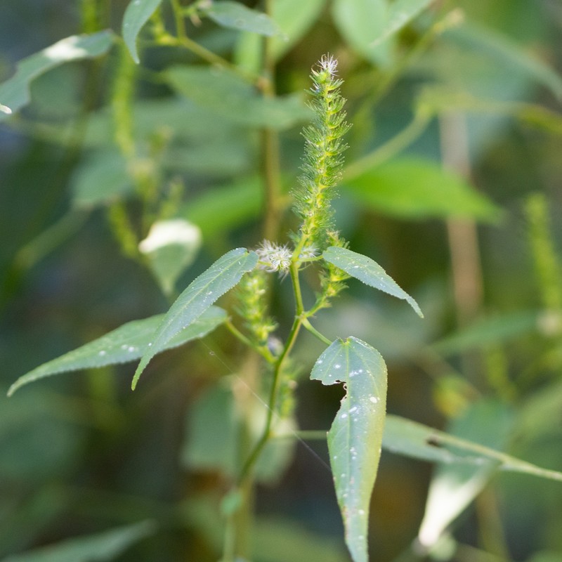 Acalypha gracilis photo 3