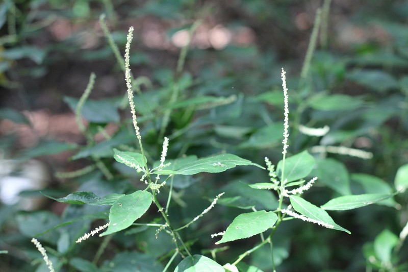 Acalypha gracilis photo 4
