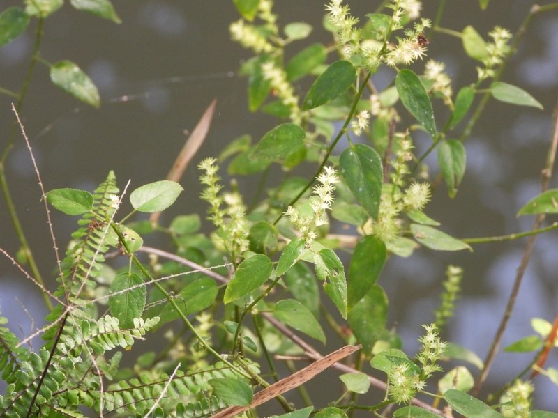 Acalypha gracilis photo 5