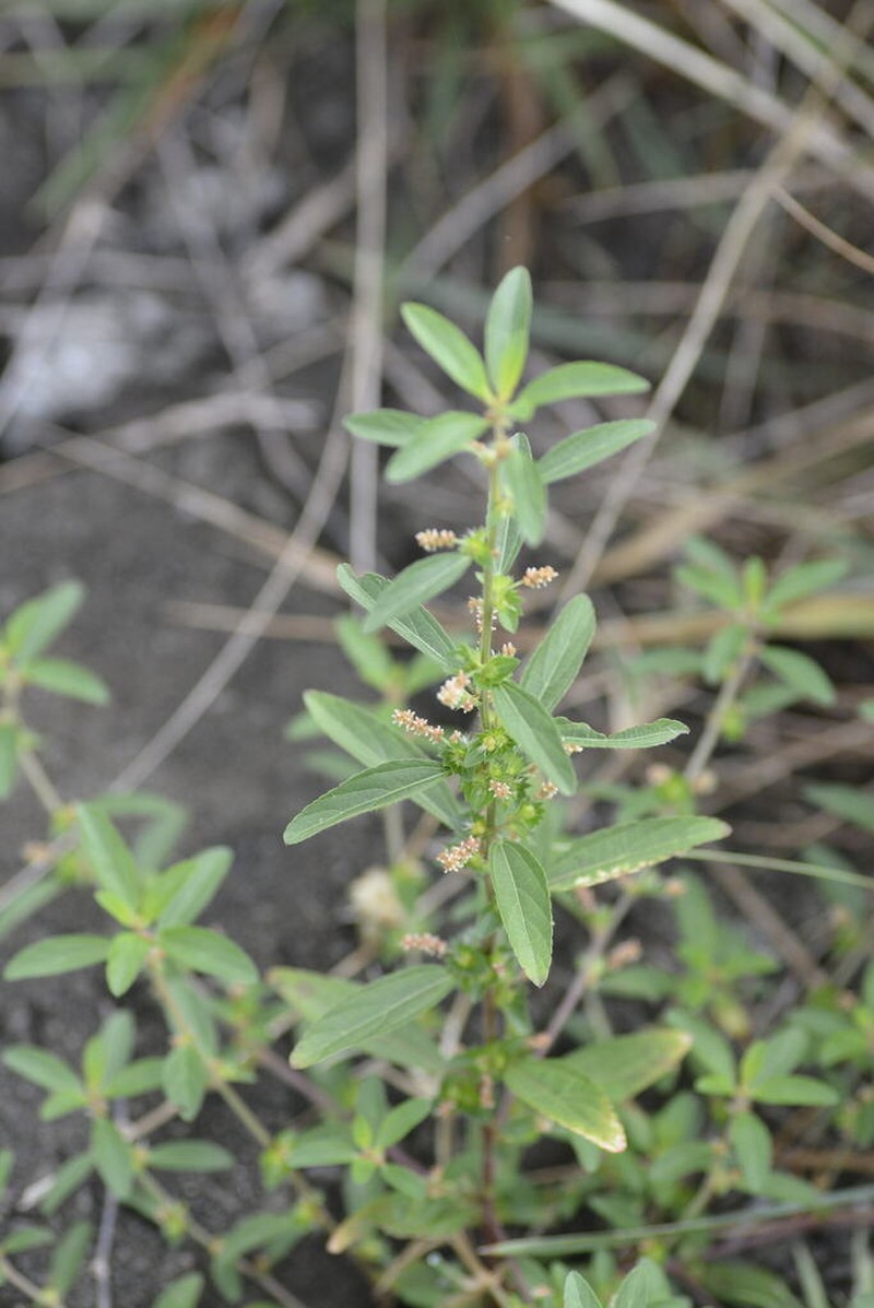 Acalypha gracilis photo 6
