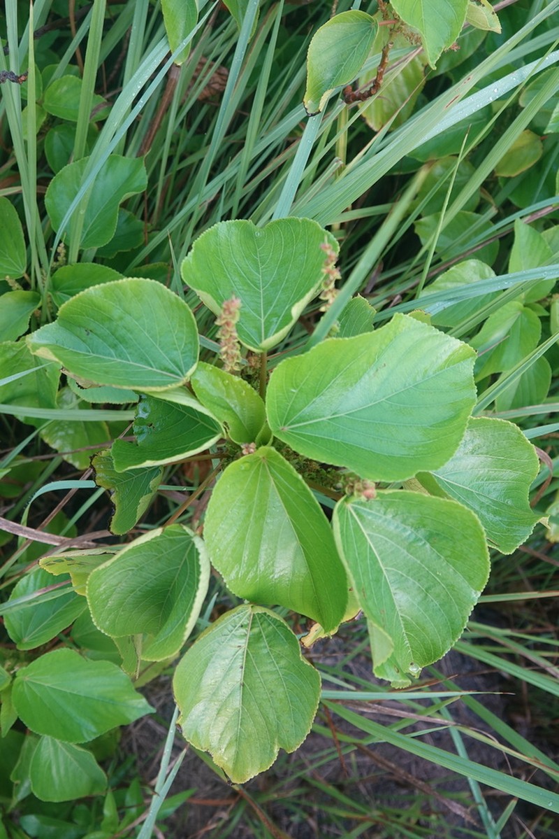 Acalypha grandibracteata