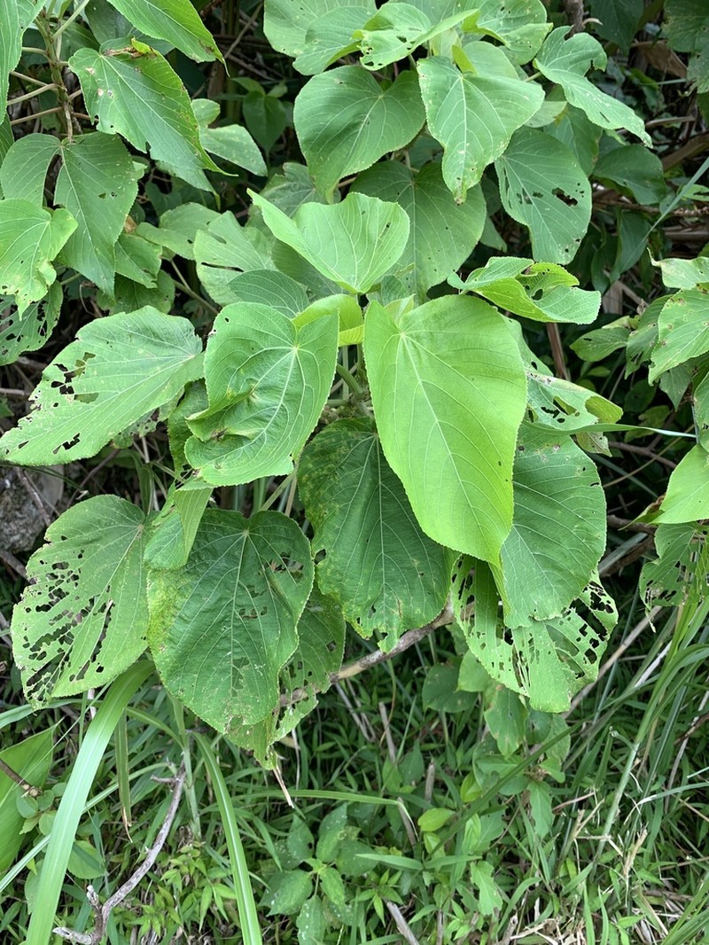 Acalypha grandibracteata photo 2