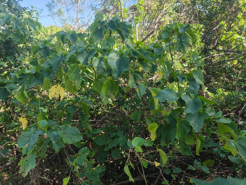 Acalypha grandibracteata photo 3