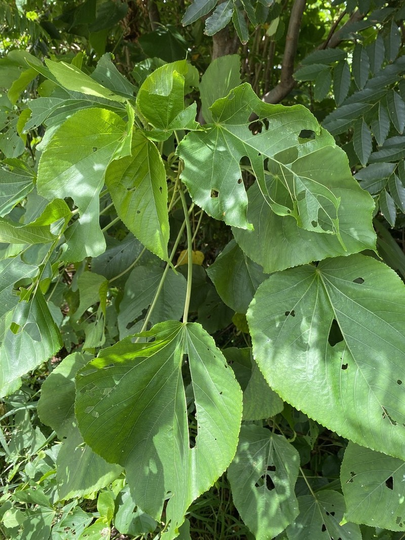 Acalypha grandibracteata photo 4