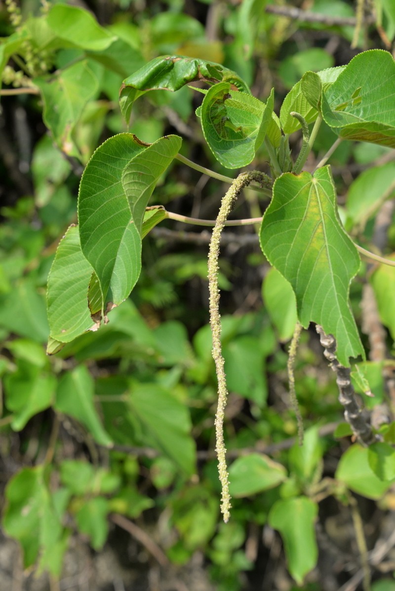 Acalypha grandibracteata photo 5