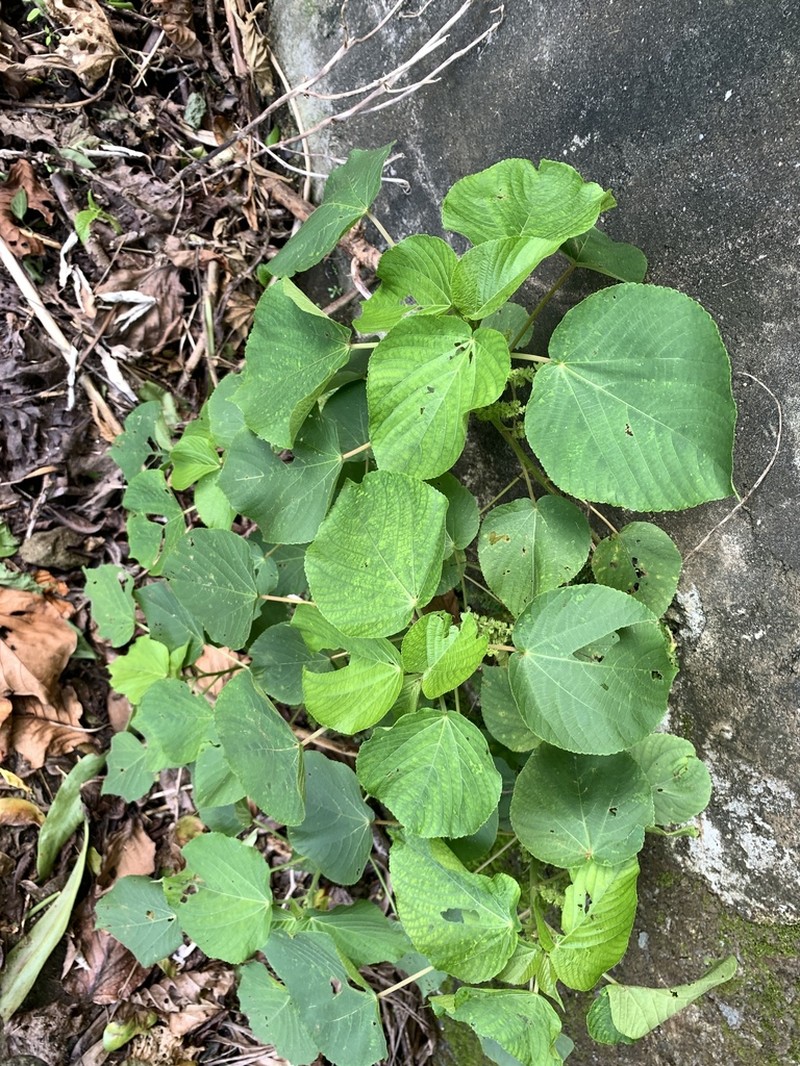 Acalypha grandibracteata photo 6
