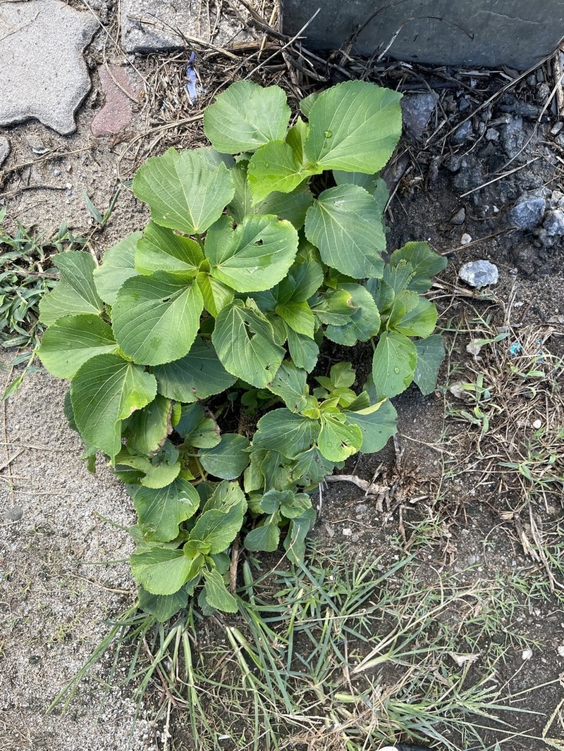 Acalypha grandibracteata photo 7