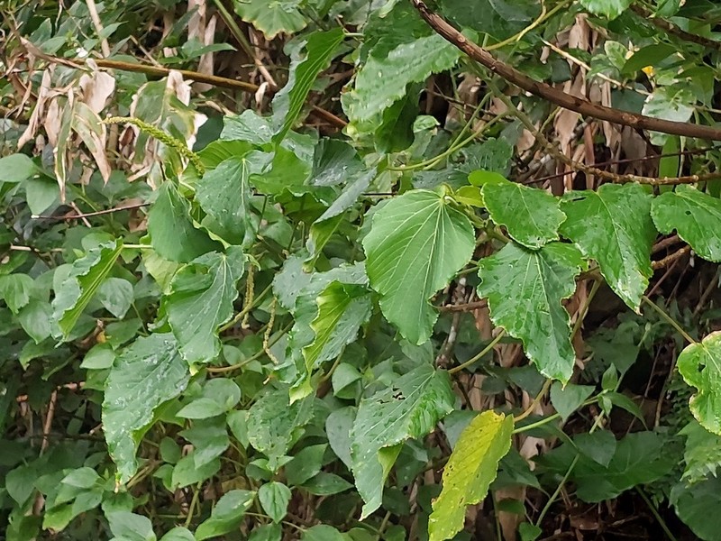 Acalypha grandibracteata photo 8