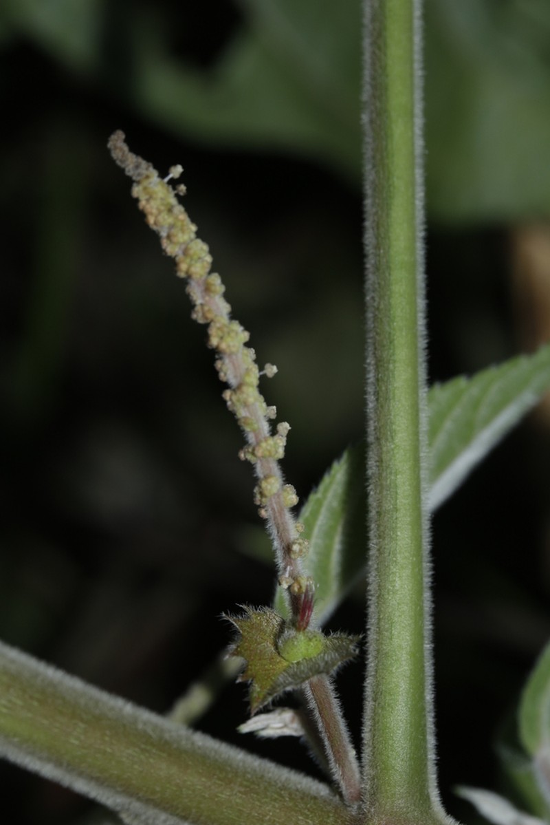 Acalypha grandis