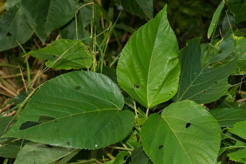 Acalypha grandis photo 2