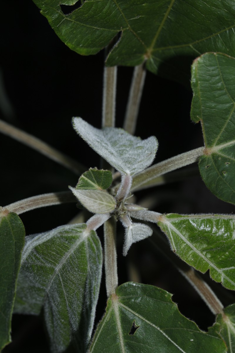 Acalypha grandis photo 3