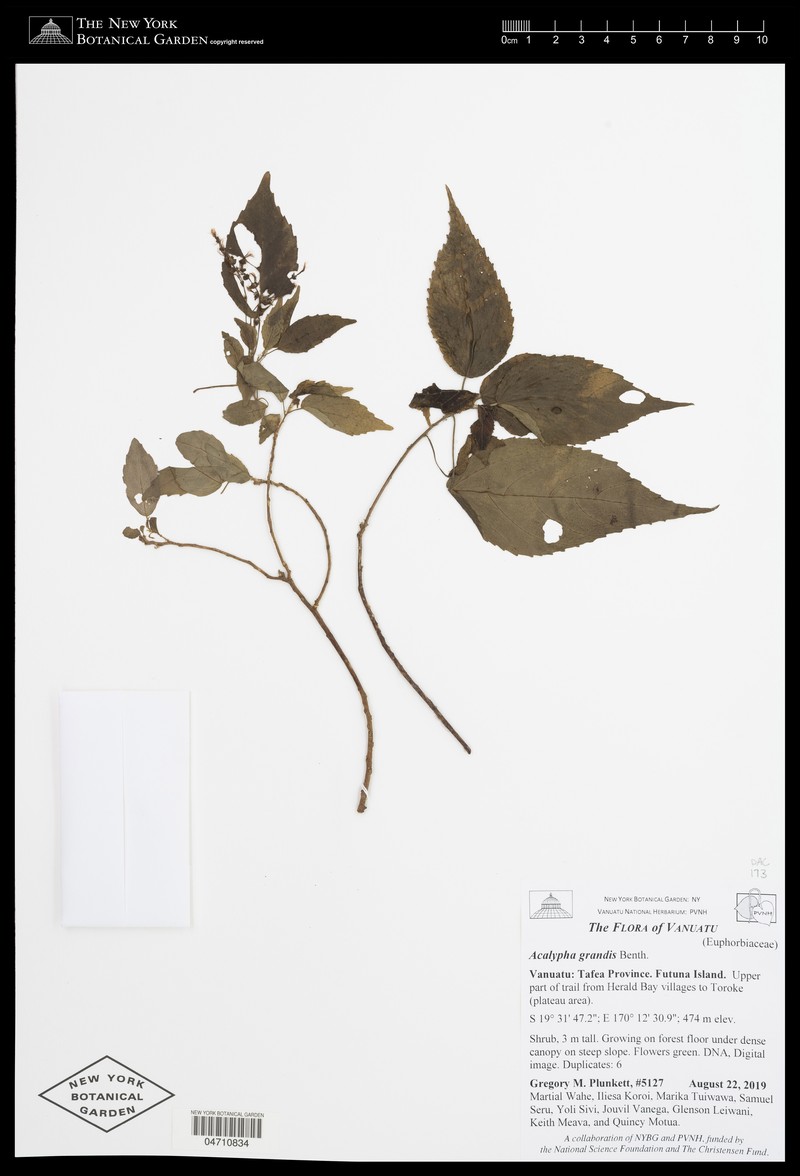 Acalypha grandis photo 5