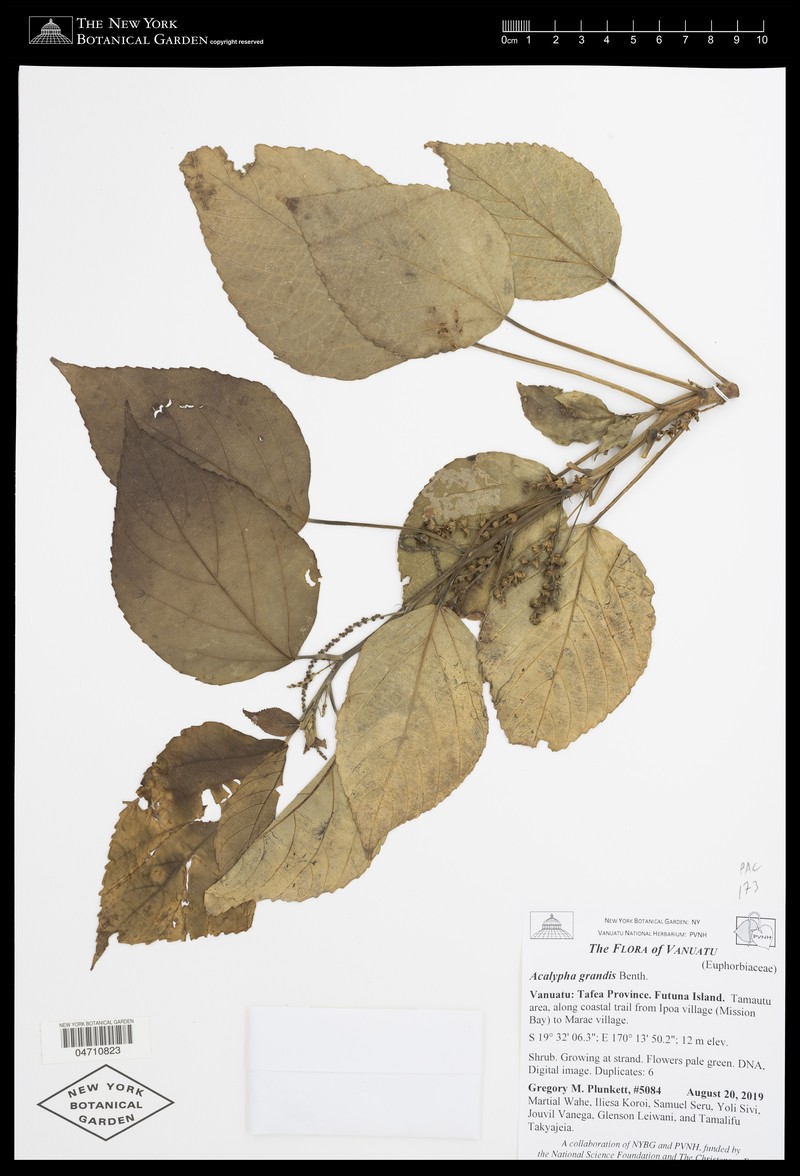Acalypha grandis photo 6