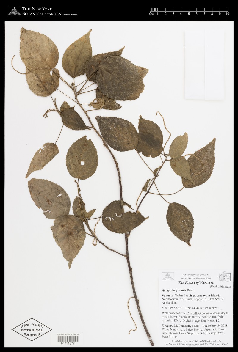 Acalypha grandis photo 7