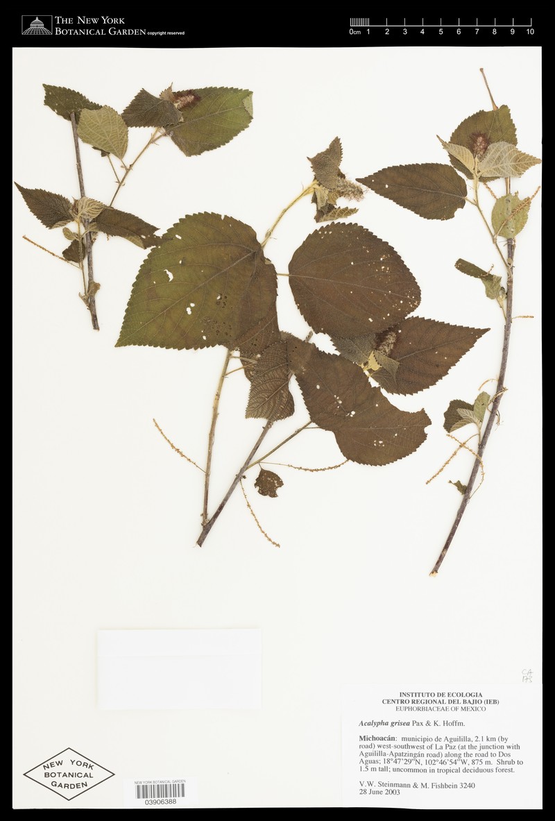 Acalypha grisea