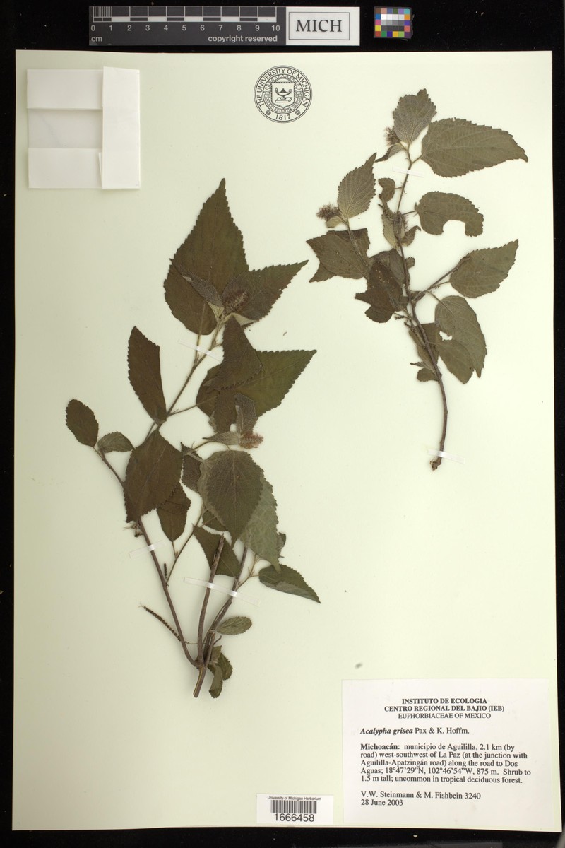 Acalypha grisea photo 2
