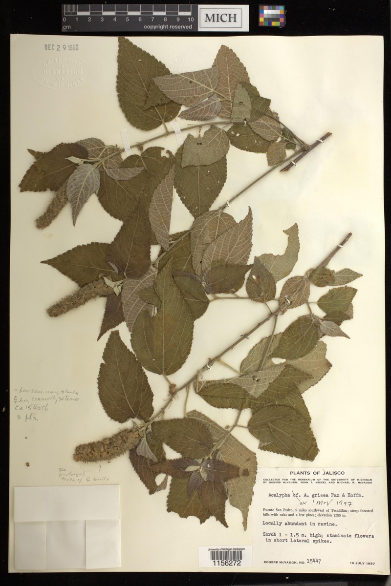 Acalypha grisea photo 3