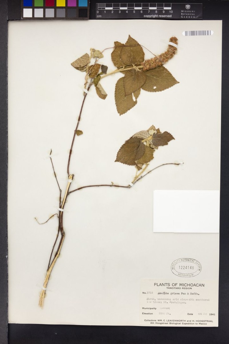 Acalypha grisea photo 4