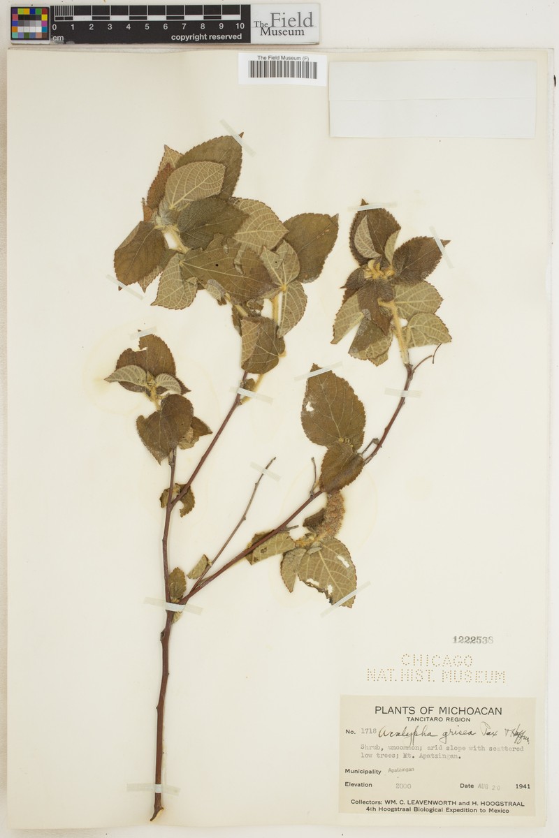 Acalypha grisea photo 5