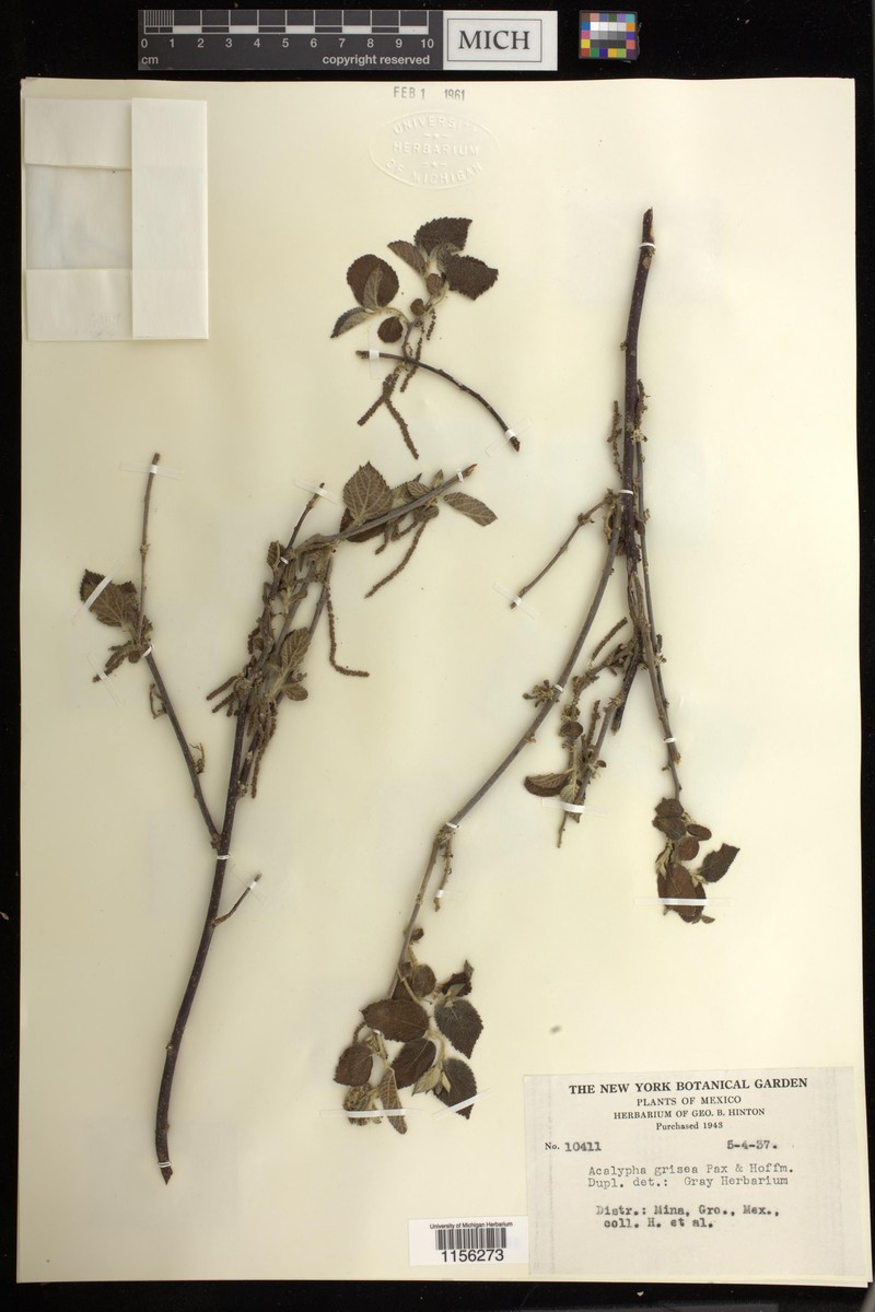 Acalypha grisea photo 6